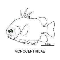 Line drawing of monocentridae