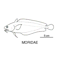 Line drawing of moridae