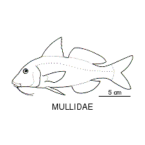 Line drawing of mullidae