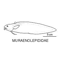Line drawing of muraenolepididae