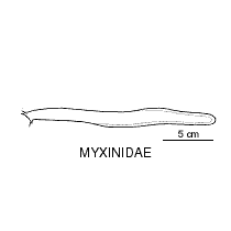 Line drawing of myxinidae