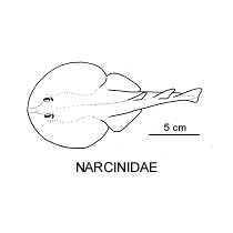 Line drawing of narcinidae