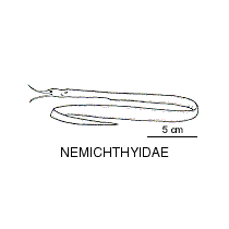 Line drawing of nemichthyidae