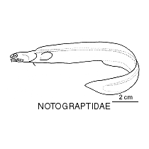 Line drawing of notograptidae