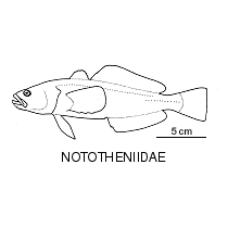 Line drawing of nototheniidae