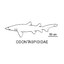 Line drawing of odontaspididae