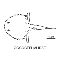 Line drawing of ogcocephalidae