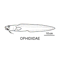 Line drawing of ophidiidae