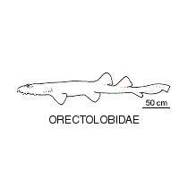Line drawing of orectolobidae