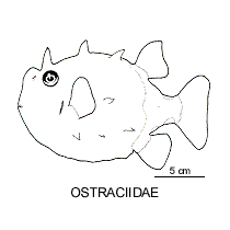Line drawing of ostraciidae