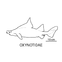 Line drawing of oxynotidae