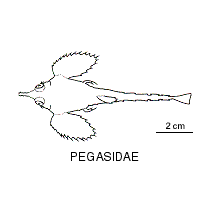 Line drawing of pegasidae