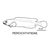 Line drawing of percichthyidae