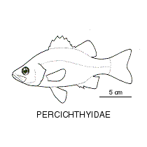 Line drawing of perchichthyidae