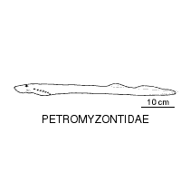 Line drawing of petromyzontidae