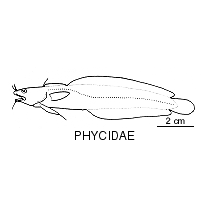 Line drawing of phycidae