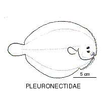 Line drawing of pleuronectidae