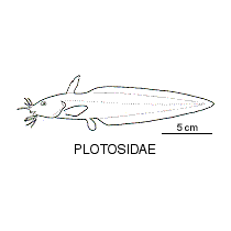 Line drawing of plotosidae
