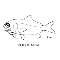 Line drawing of polymixiidae