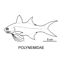 Line drawing of polynemidae
