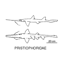 Line drawing of pristiophoridae