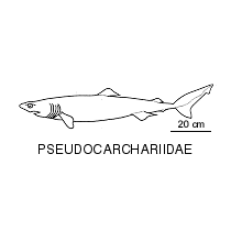 Line drawing of pseudocarchariidae