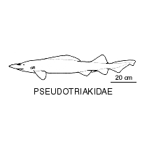 Line drawing of pseudotriakidae