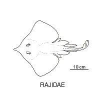 Line drawing of rajidae