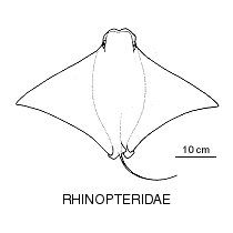 Line drawing of rhinopteridae