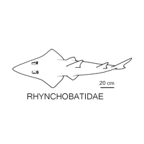 Line drawing of rhynchobatidae