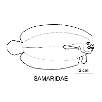 Line drawing of samaridae