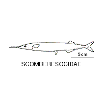 Line drawing of scomberesocidae