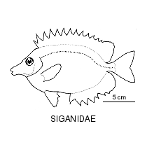 Line drawing of siganidae2