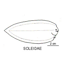 Line drawing of soleidae