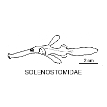 Line drawing of solenostomidae