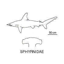 Line drawing of sphyrnidae