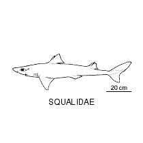 Line drawing of squalidae