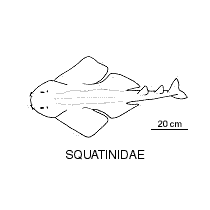 Line drawing of squatinidae