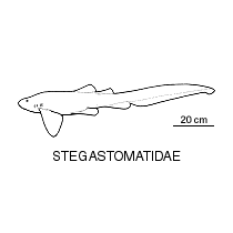 Line drawing of stegostomatidae