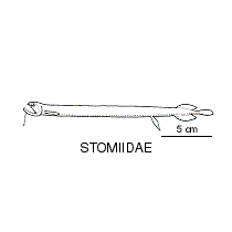 Line drawing of stomiidae