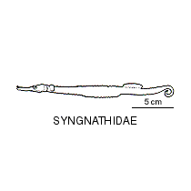 Line drawing of syngnathidae