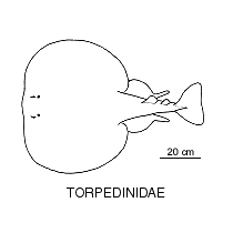 Line drawing of torpedinidae