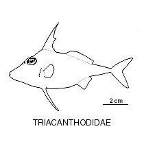Line drawing of triacanthodidae