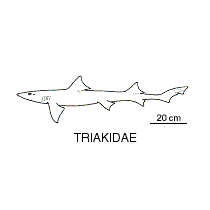 Line drawing of triakidae