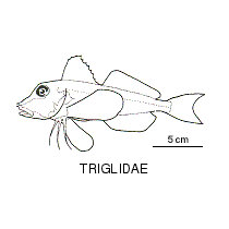 Line drawing of triglidae