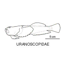 Line drawing of uranoscopidae