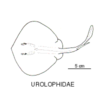 Line drawing of urolophidae