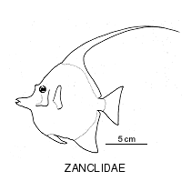 Line drawing of zanclidae