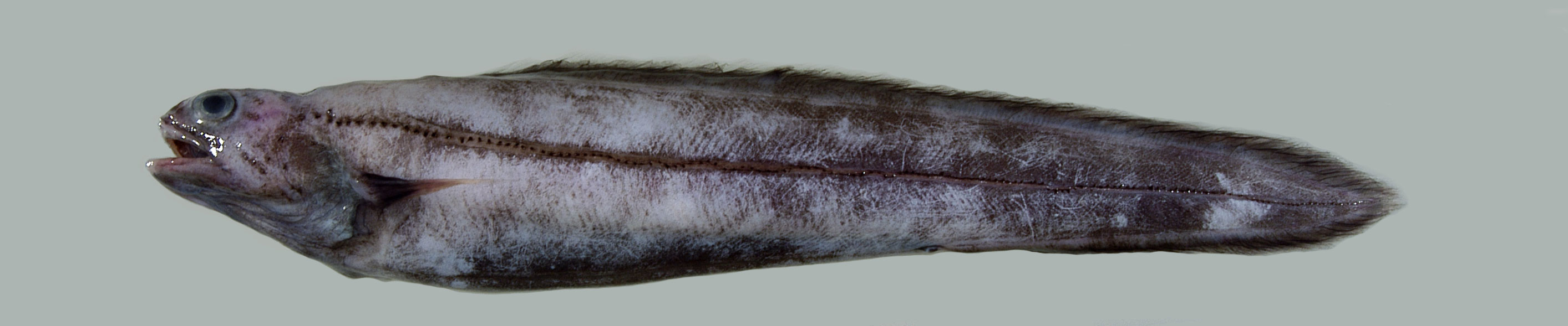 Short-tail conger eels banner
