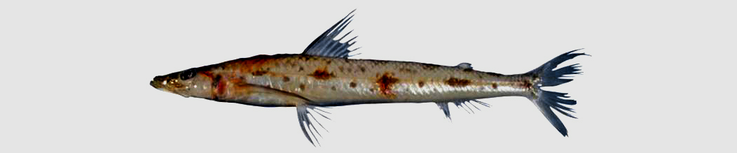 Pale deepsea lizardfishes banner